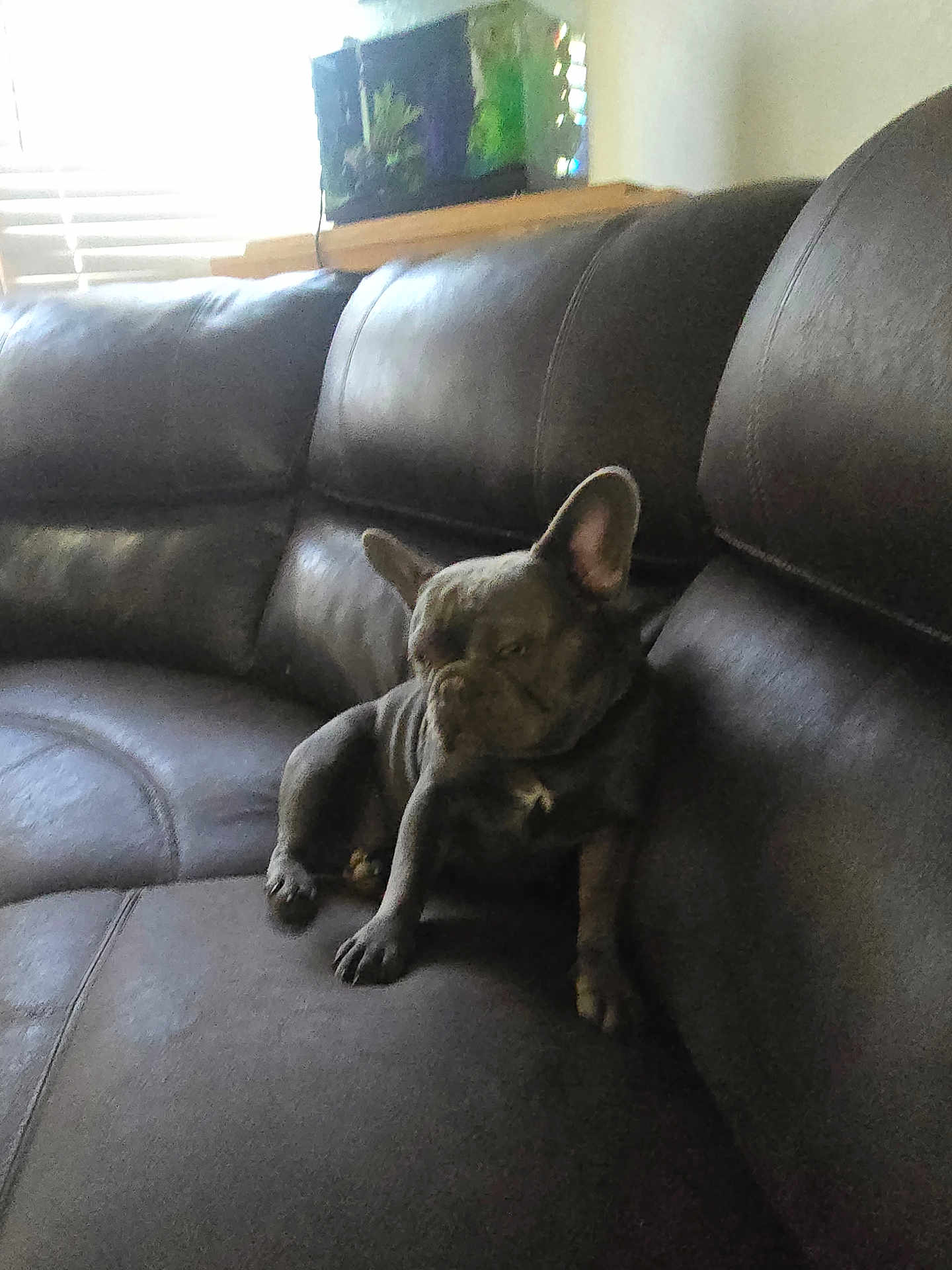 Wren is registered to the contest to win money with this photo: dog, french_bulldog, pet, indoor, couch, leather, animal, small_dog, sitting, window, aquarium, furniture, relaxed, brown, gray, household, home, blur, low_light, shadow