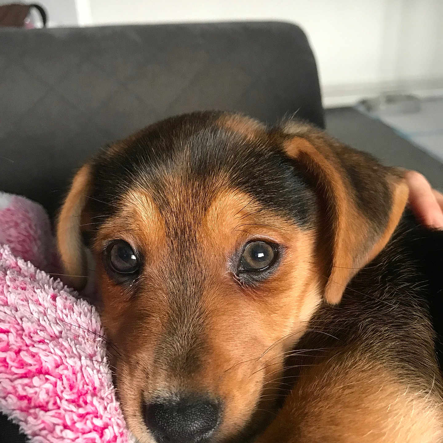 Milo joined the competition — help win amazing prizes! animal, armchair, beagle, blanket, canine, chair, couch, cushion, dog, furniture, germanshepherd, homedecor, hound, labradorretriever, pet, puppy, snout, terrier