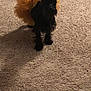 adorable, animal, black_dog, carpet, costume, cute, dog, domestic_animal, dress_up, ears, floor, furry, indoor, orange_tutu, pet, portrait, shadow, small_dog, standing, tutu