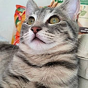 Grizou participe au concours pour gagner de l'argent avec cette photo : animal, background_blur, cat, close_up, curious, cute, domestic_cat, ears, eyes, feline, fur, indoor, mammal, pet, pink_nose, portrait, relaxed, soft_light, tabby, whiskers