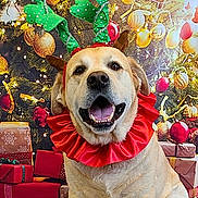 Rugby is registered to the contest to win money with this photo: dog, golden_retriever, christmas, holiday, festive, reindeer_antlers, red_collar, ruff_collar, christmas_tree, ornaments, presents, gift_boxes, portrait, indoors, sitting, happy, open_mouth, pet, decoration, winter