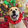dog, golden_retriever, christmas, holiday, festive, reindeer_antlers, red_collar, ruff_collar, christmas_tree, ornaments, presents, gift_boxes, portrait, indoors, sitting, happy, open_mouth, pet, decoration, winter