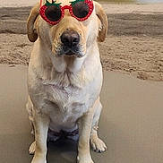 Rooster is registered to the contest to win money with this photo: dog, labrador, beach, sand, ocean, seaside, sunglasses, strawberry, accessory, sitting, pet, animal, portrait, outdoors, summer, shoreline, water, fashion, funny, cute