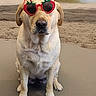 dog, labrador, beach, sand, ocean, seaside, sunglasses, strawberry, accessory, sitting, pet, animal, portrait, outdoors, summer, shoreline, water, fashion, funny, cute