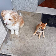 Yogi participe au concours pour gagner de l'argent avec cette photo : animal, brown, collar, companions, concrete, curious, cute, dog, domestic, door, fluffy, fur, outside, pet, porch, puppy, sitting, small, white, young