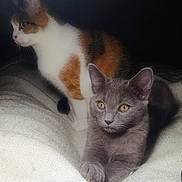Kiwi Et Malow participe au concours pour gagner de l'argent avec cette photo : animal, blanket, calico_cat, cat, companion, cozy, cute, domestic_animal, ears, eyes, feline, fur, grey_cat, indoor, mammal, pets, portrait, resting, two_animals, whiskers