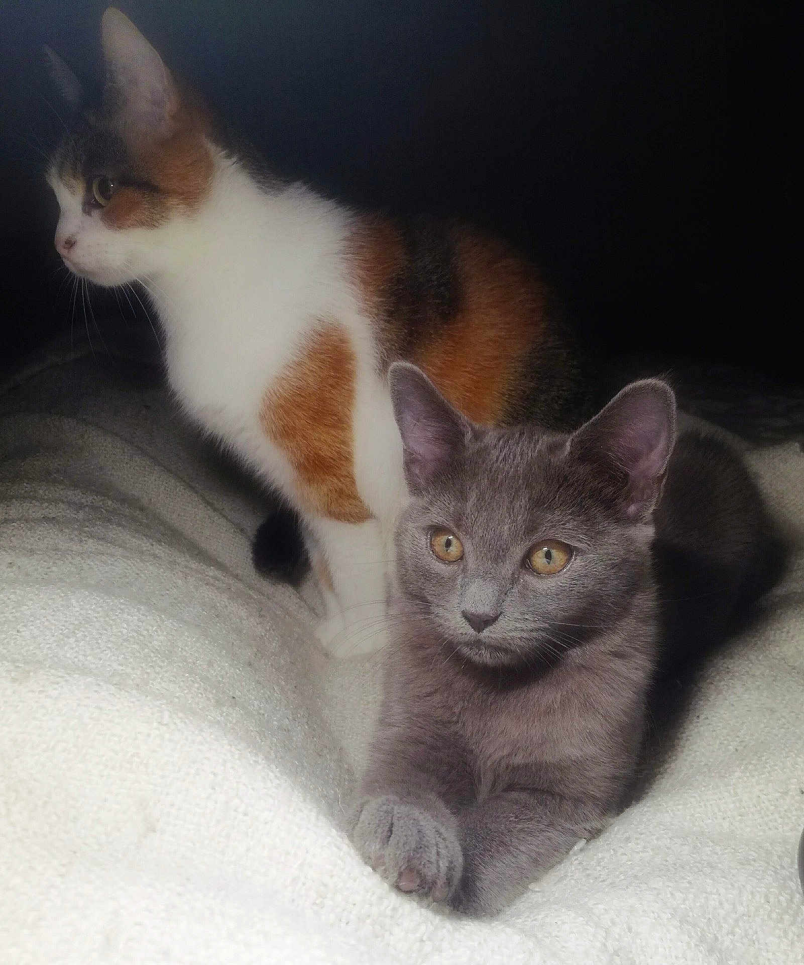 Kiwi Et Malow