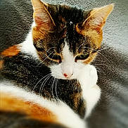 Kiwi participe au concours pour gagner de l'argent avec cette photo : animal, blurred_background, calico_cat, cat, close_up, cute, domestic_animal, ears, eye, face, feline, fur, indoor, nose, pet, relaxed, resting, sleeping, soft, whiskers