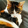 animal, blurred_background, calico_cat, cat, close_up, cute, domestic_animal, ears, eye, face, feline, fur, indoor, nose, pet, relaxed, resting, sleeping, soft, whiskers