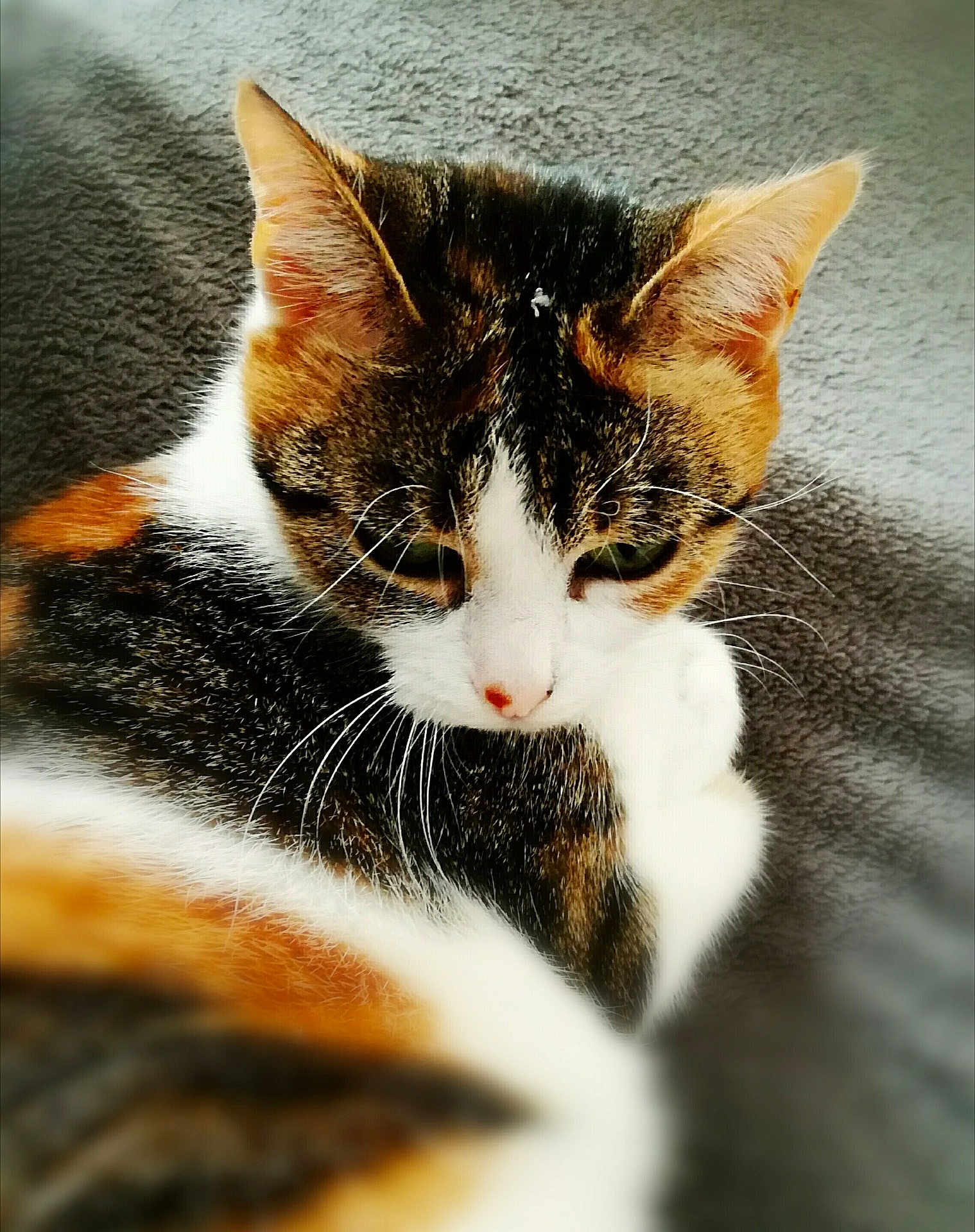 Kiwi