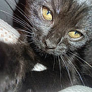 Luna is registered to the contest to win money with this photo: black_cat, cat, close_up, whiskers, yellow_eyes, pet, animal, feline, fur, texture, sleepy, curious, indoor, soft_light, fabric, pattern, cute, portrait, domestic_cat, close_range