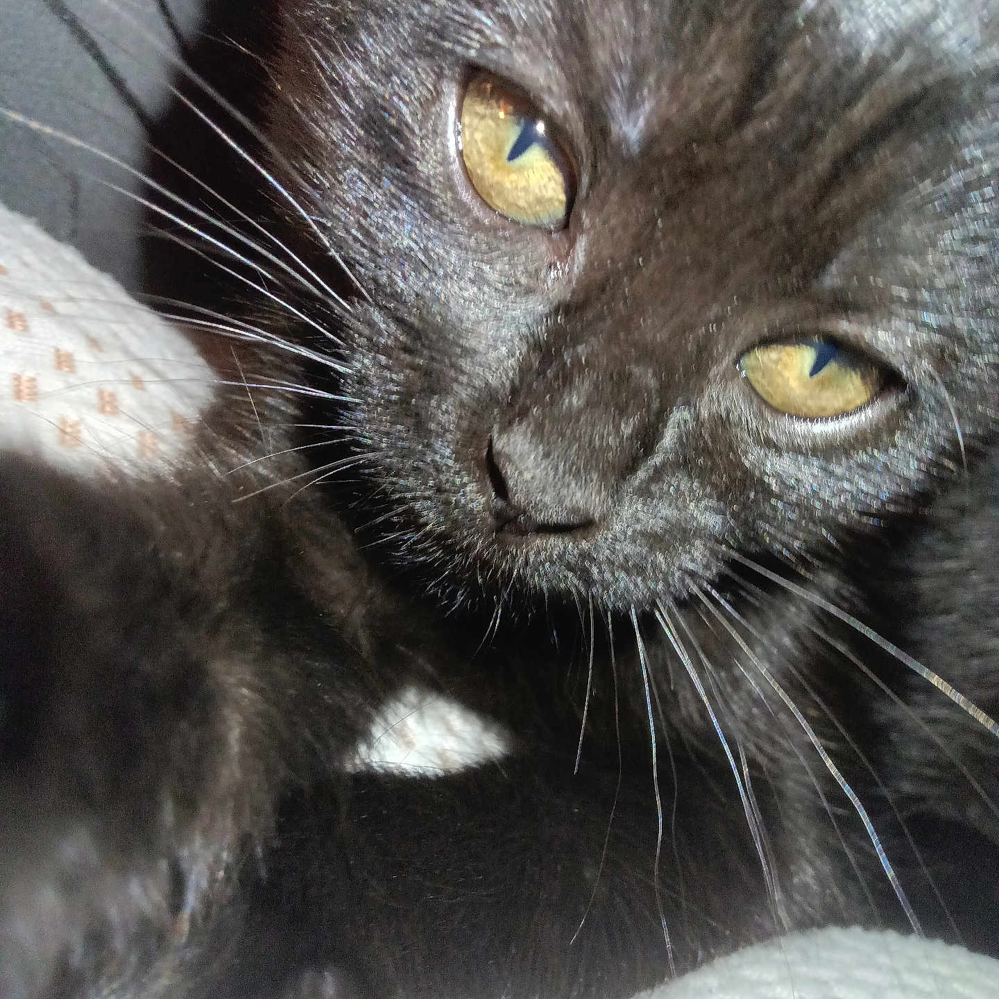 Luna is registered to the contest to win money with this photo: black_cat, cat, close_up, whiskers, yellow_eyes, pet, animal, feline, fur, texture, sleepy, curious, indoor, soft_light, fabric, pattern, cute, portrait, domestic_cat, close_range