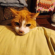 Ollie joined the competition — help win amazing prizes! blanket, calm, cat, cozy, ears, face, fan, floor, folded_blanket, furniture, ginger_cat, home, indoor, patterned_blanket, pet, resting, whiskers, white_cat, wooden_furniture, yellow_blanket