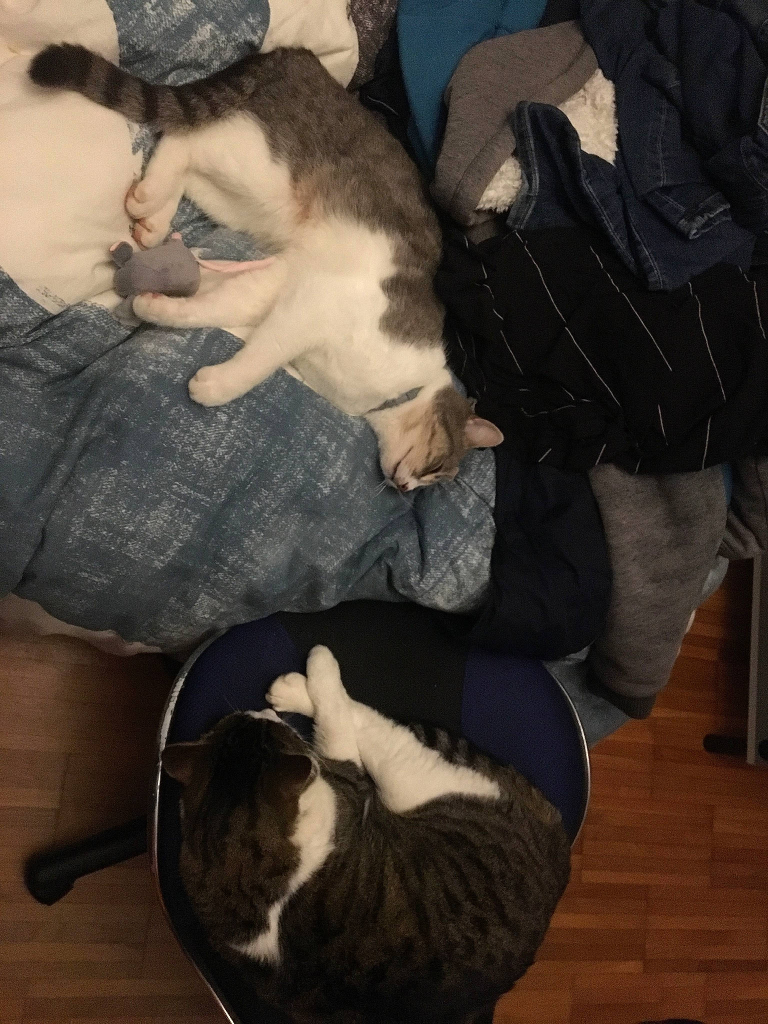 Mew participe au concours pour gagner de l'argent avec cette photo : carnivore, cat, comfort, companion_dog, dog_breed, domestic_short_haired_cat, fawn, felidae, formal_wear, fur, hardwood, lap, mammal, paw, small_to_medium_sized_cats, sporting_group, tail, vertebrate, whiskers, wood