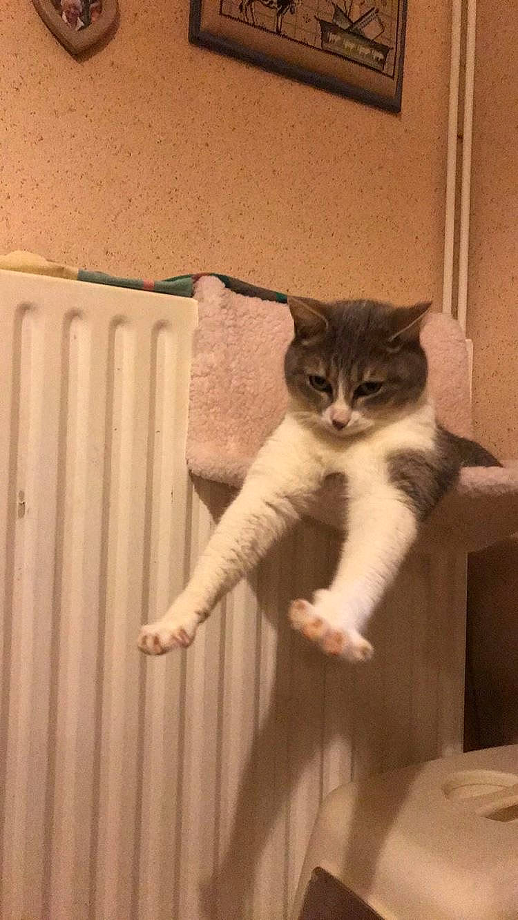 Mew a rejoint le concours — aidez-le/la à gagner de superbes lots ! cardboard, carnivore, cat, domestic_short_haired_cat, door, fawn, felidae, flooring, fur, grey, hardwood, human_leg, sitting, small_to_medium_sized_cats, snout, stairs, tail, whiskers, window, wood