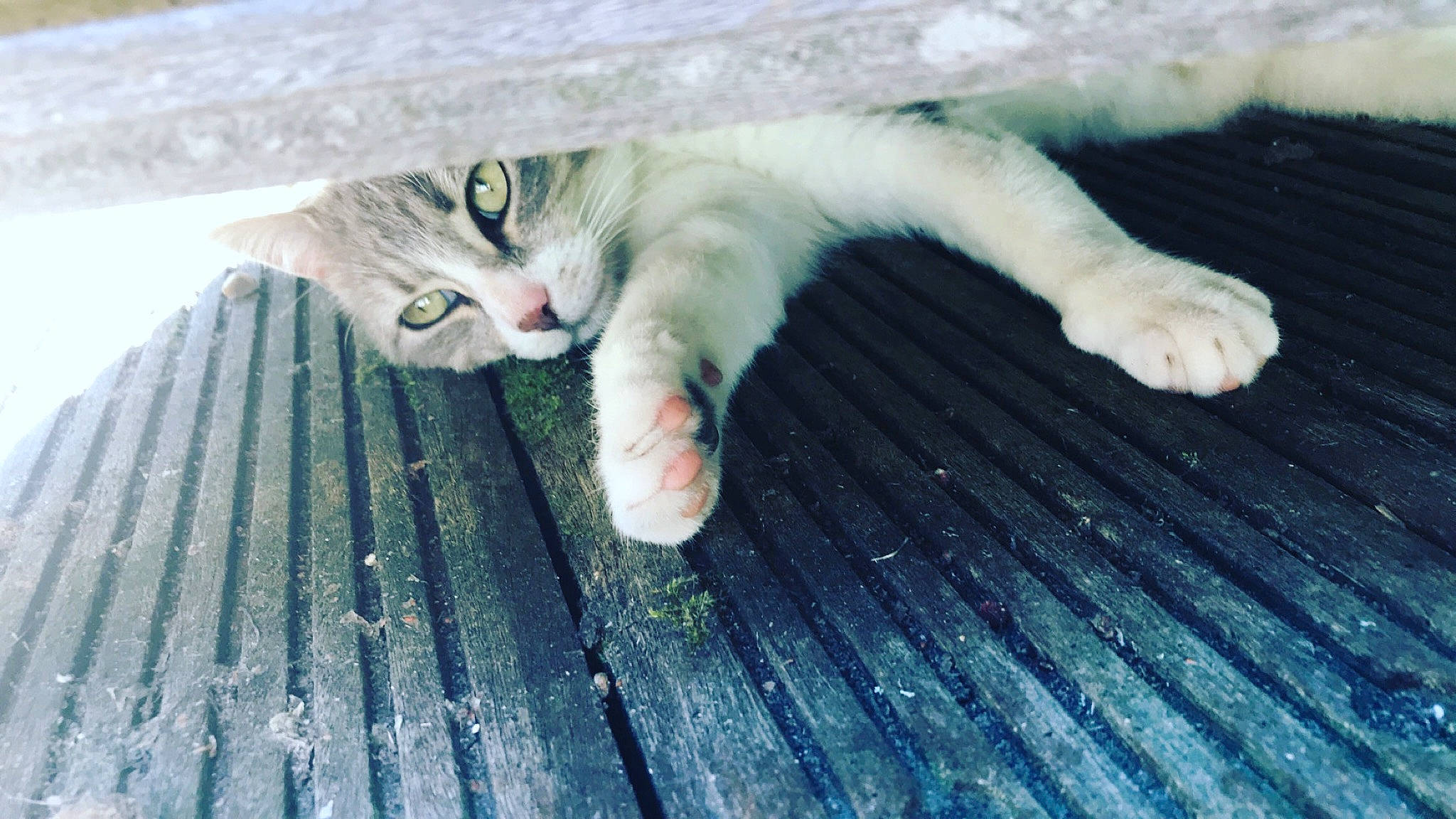 Mew participe au concours pour gagner de l'argent avec cette photo : carnivore, cat, claw, comfort, domestic_short_haired_cat, eye, fawn, felidae, flooring, foot, fur, grass, nail, paw, small_to_medium_sized_cats, snout, tail, vertebrate, whiskers, wood