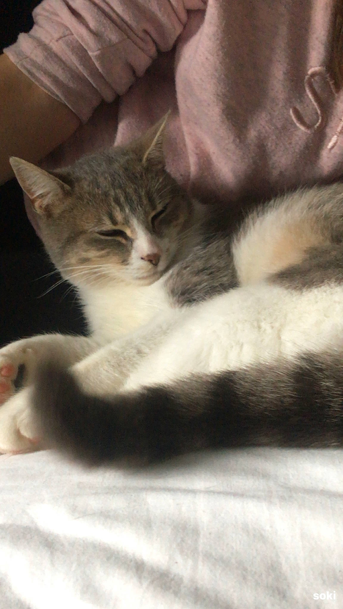 Mew a rejoint le concours — aidez-le/la à gagner de superbes lots ! carnivore, cat, claw, cloud, comfort, domestic_short_haired_cat, felidae, fur, grey, nap, paw, sitting, sleep, small_to_medium_sized_cats, snout, tail, whiskers