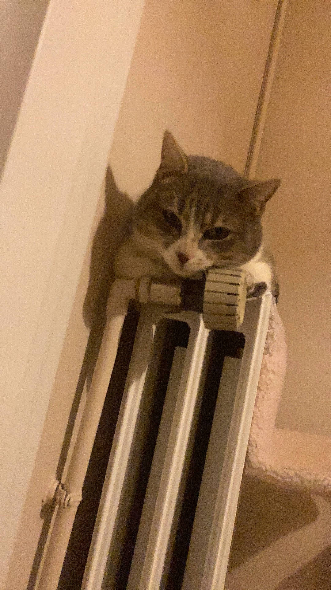 Mew a rejoint le concours — aidez-le/la à gagner de superbes lots ! animal_shelter, baluster, cardboard, carnivore, cat, cat_supply, domestic_short_haired_cat, felidae, fur, hardwood, pet_supply, plaster, room, small_to_medium_sized_cats, stairs, tail, whiskers, window, wood