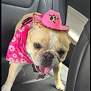 Paisley is registered to the contest to win money with this photo: dog, bulldog, french_bulldog, pet, animal, cowboy_hat, pink_hat, floral_clothing, costume, car, car_interior, passenger_seat, portrait, close_up, panting, tongue, collar, tag, cute, funny