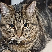 Samba a rejoint le concours — aidez-le/la à gagner de superbes lots ! cat, tabby_cat, pet, indoor, close_up, collar, whiskers, ears, face, eyes, fur, paws, resting, curious, home, wall, door_frame, background, phone_screen, screenshot