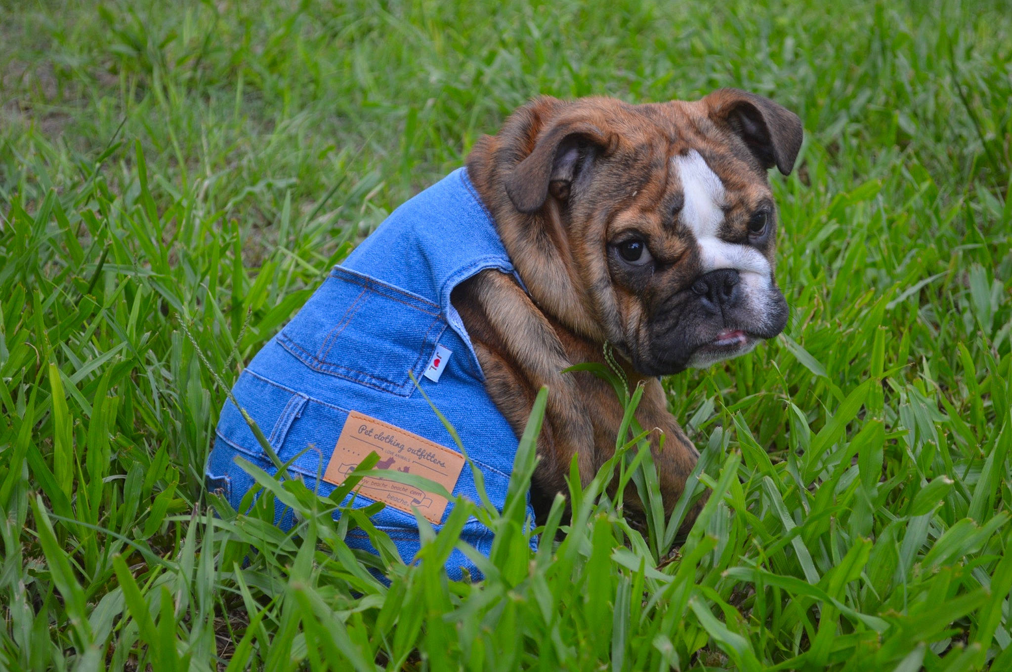 Gumbo joined the competition — help win amazing prizes! bulldog, canidae, carnivore, companion_dog, dog, dog_breed, dog_supply, fawn, grass, grassland, groundcover, lawn, meadow, plant, prairie, snout, sporting_group, terrestrial_animal, working_animal, wrinkle
