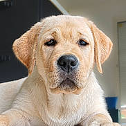 Bahia a rejoint le concours — aidez-le/la à gagner de superbes lots ! dog, puppy, golden_retriever, close_up, indoor, pet, animal, cute, young, fur, face, ears, nose, whiskers, expression, looking_at_camera, adorable, portrait, mammal, canine
