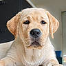 dog, puppy, golden_retriever, close_up, indoor, pet, animal, cute, young, fur, face, ears, nose, whiskers, expression, looking_at_camera, adorable, portrait, mammal, canine