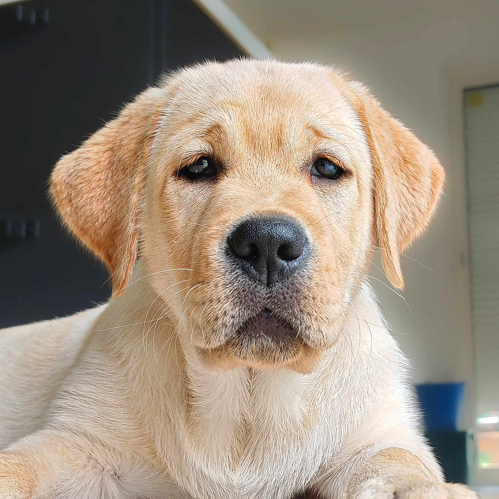 Bahia a rejoint le concours — aidez-le/la à gagner de superbes lots ! dog, puppy, golden_retriever, close_up, indoor, pet, animal, cute, young, fur, face, ears, nose, whiskers, expression, looking_at_camera, adorable, portrait, mammal, canine