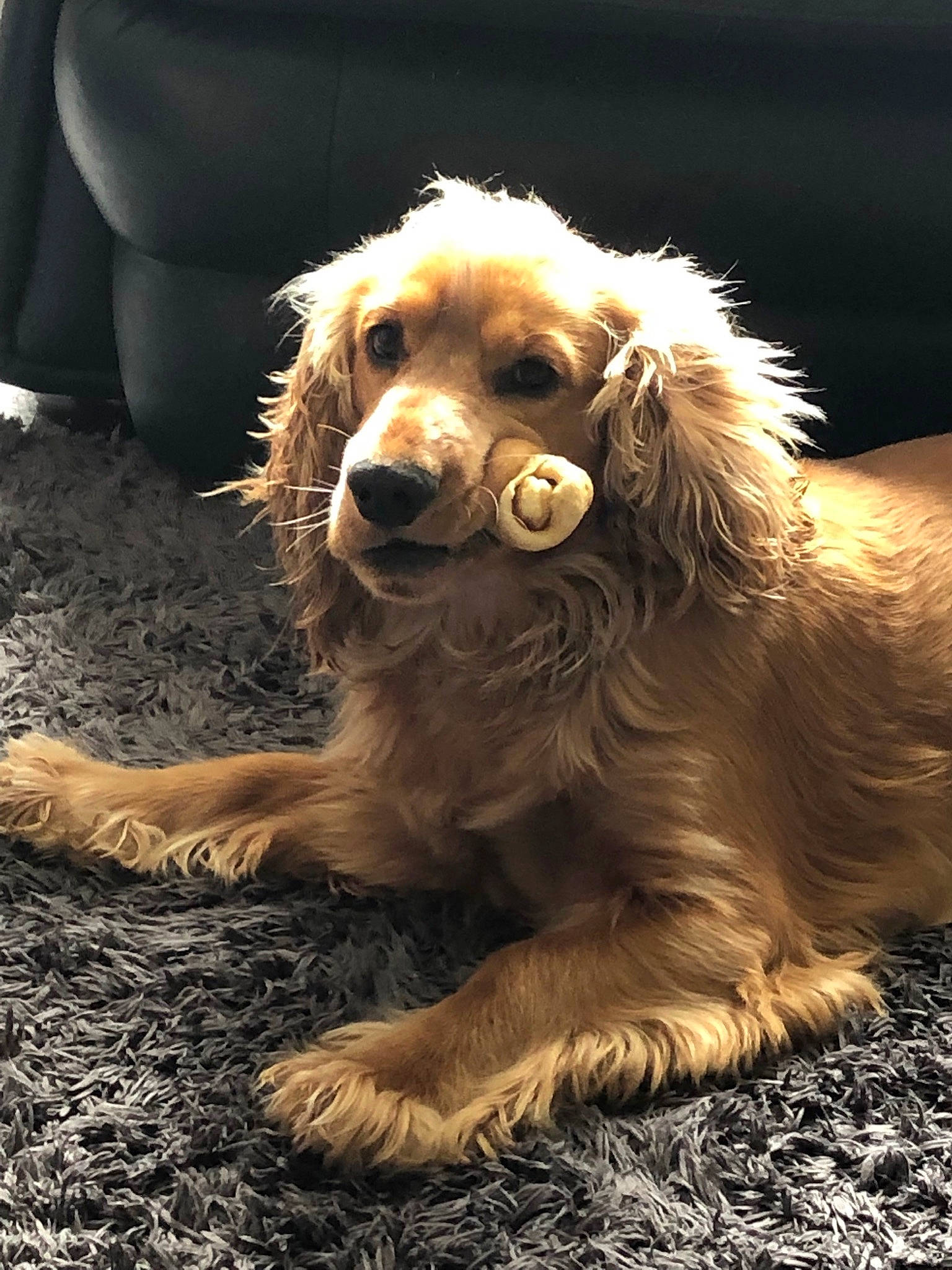 His Name Is Oz joined the competition — help win amazing prizes! canidae, carnivore, cocker_spaniel, companion_dog, dog, dog_breed, fawn, fur, grass, gun_dog, hunting_dog, liver, puppy, snout, soil, spaniel, sporting_group, terrestrial_animal, whiskers, working_dog