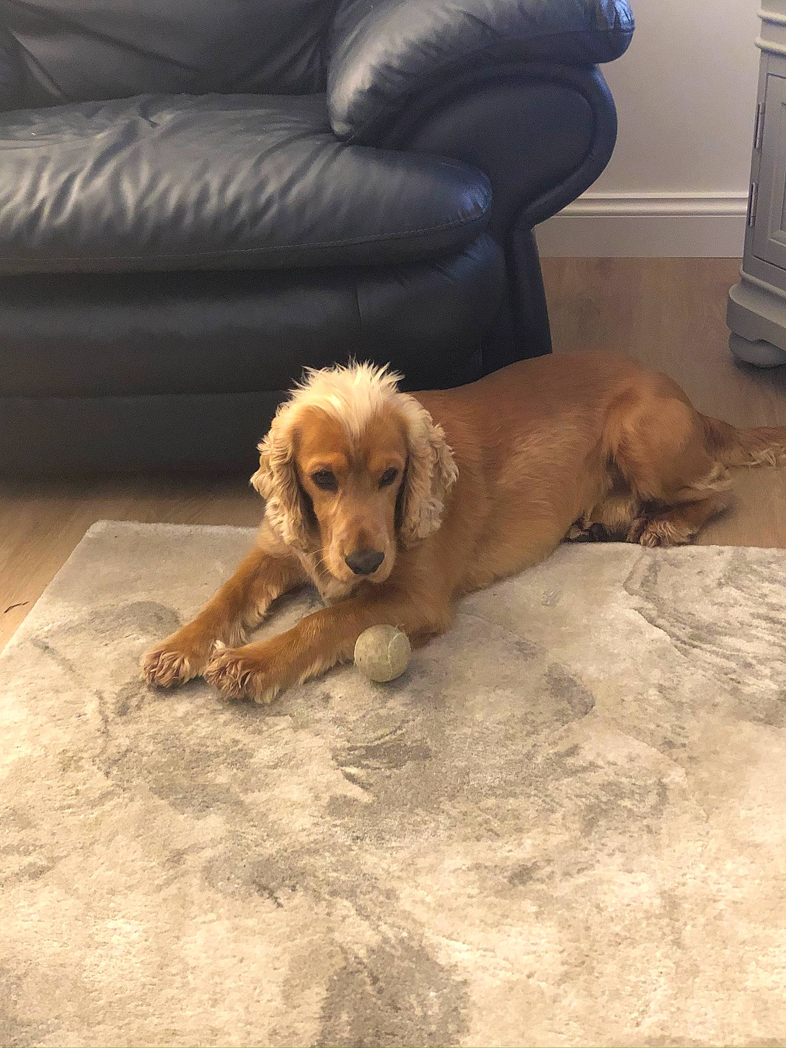 His Name Is Oz joined the competition — help win amazing prizes! carnivore, comfort, companion_dog, couch, dog, dog_breed, fawn, floor, flooring, fur, hardwood, home_appliance, liver, living_room, paw, pet_supply, room, tail, wood, working_animal