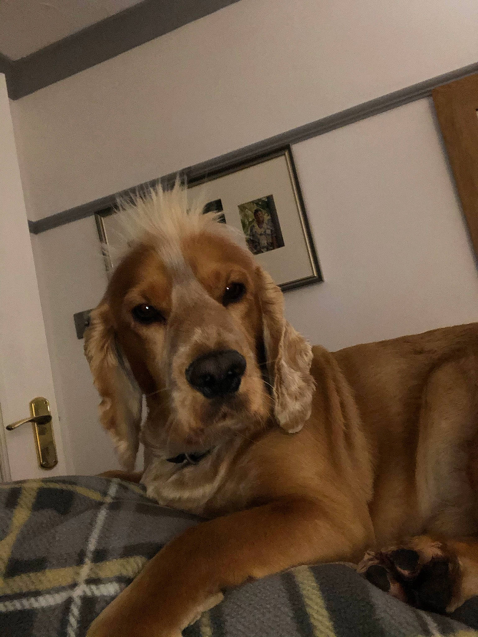 His Name Is Oz joined the competition — help win amazing prizes! canidae, carnivore, comfort, companion_dog, dog, dog_breed, ear, fawn, flooring, fur, gun_dog, hardwood, liver, picture_frame, plaid, retriever, snout, sporting_group, whiskers, working_animal