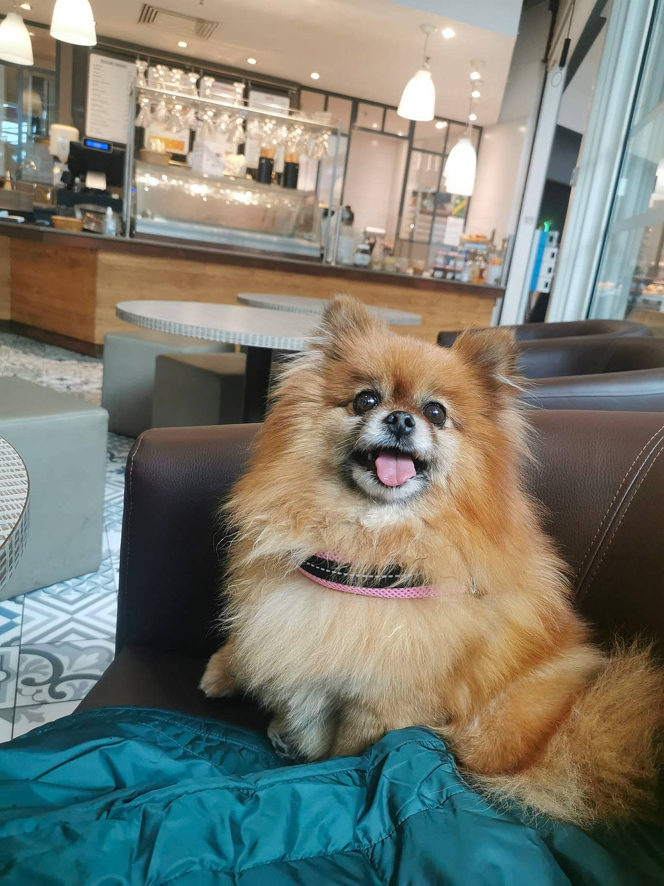 Leia participe au concours pour gagner de l'argent avec cette photo : canidae, carnivore, companion_dog, dog, dog_breed, dog_supply, fawn, flooring, fur, german_spitz, german_spitz_klein, german_spitz_mittel, pomeranian, smile, spitz, sporting_group, toy_dog, volpino_italiano, whiskers, working_dog