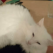 Guizmo a rejoint le concours — aidez-le/la à gagner de superbes lots ! animal, cat, closeup, cozy, cute, domestic, ear, face, feline, fluffy, fur, glass, indoor, pet, relaxing, resting, sleepy, table, whiskers, white_cat