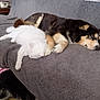 animal, black_dog, blanket, cat, couch, cozy, dog, floor, friendship, fur, furry, home, indoor, pet, relaxed, resting, sleeping, snuggling, tan_dog, white_cat