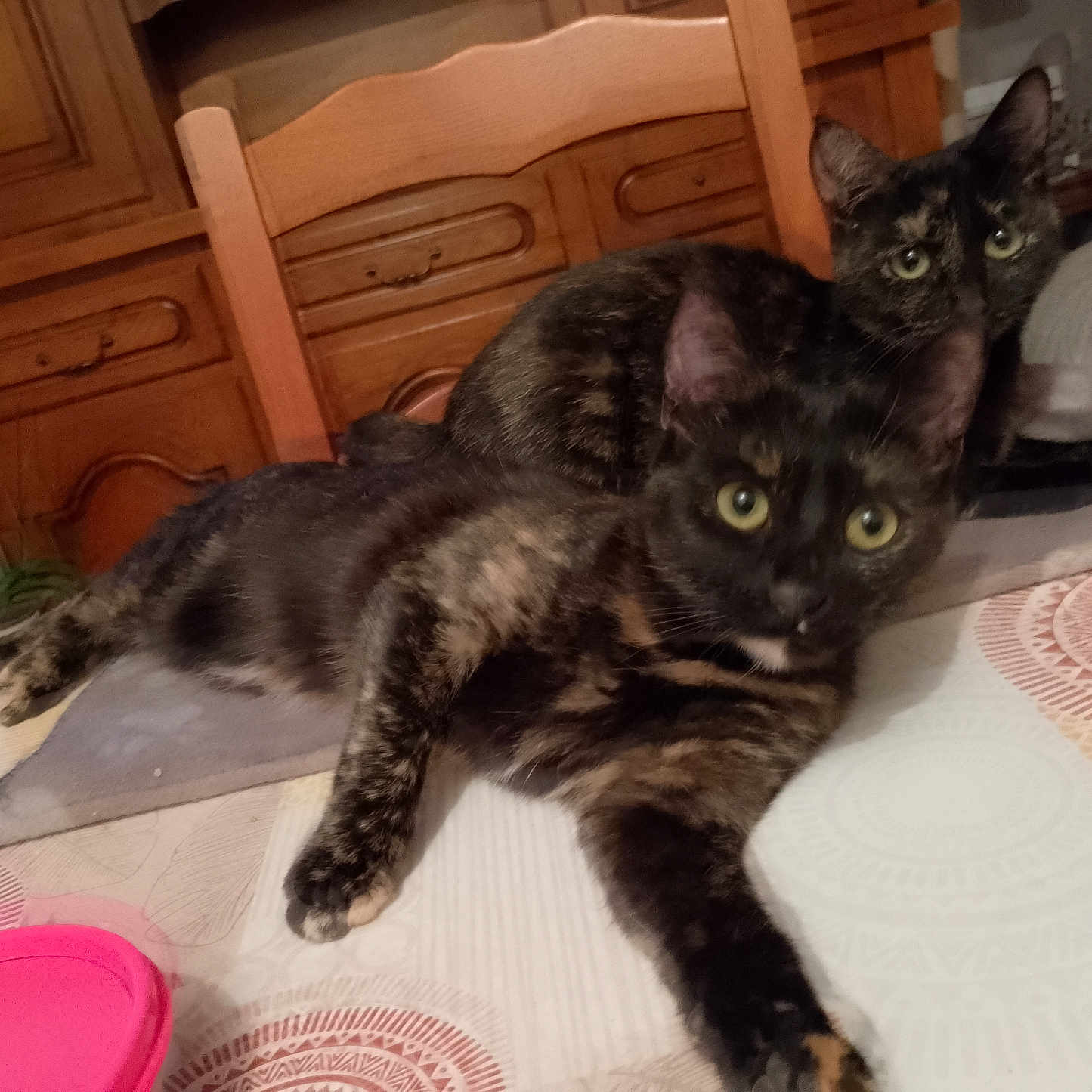 Ruby participe au concours pour gagner de l'argent avec cette photo : abyssinian, animal, cabinet, cat, chair, closet, couch, cupboard, diningtable, drawer, furniture, hardwood, indoors, interiordesign, kitten, manx, pet, plywood, table, wood