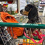 animal, black_and_brown, cute, dog, ears, fur, indoor, leash, orange_backpack, pet, pet_accessory, pet_store, pet_supplies, puppy, retail, shopping, shopping_cart, snout, store_aisle, young_dog