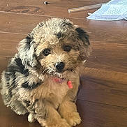 Marlee joined the competition — help win amazing prizes! adorable, animal, black_fur, collar, curious, curly_fur, cute, dog, fluffy, home, indoor, looking_at_camera, paws, pet, pink_collar, portrait, puppy, sitting, tan_fur, wooden_floor