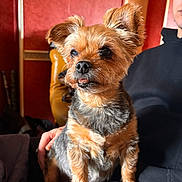 Yona a rejoint le concours — aidez-le/la à gagner de superbes lots ! animal, black_fur, brown_fur, close_up, dog, ears, home_interior, indoors, leather_chair, muzzle, person, pet, portrait, red_wall, scruffy_fur, sitting, small_dog, sofa, teeth, terrier