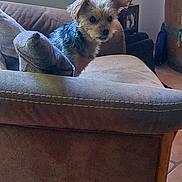 Yona a rejoint le concours — aidez-le/la à gagner de superbes lots ! animal, brown, companion, couch, cozy, curious, dog, domestic, ears, floor_tiles, fur, furniture, home, indoor, living_room, pet, relaxation, small_dog, soft_light, television