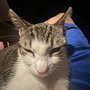 Misty is registered to the contest to win money with this photo: cat, tabby_cat, white_fur, close_up, pet, sleepy, animal, whiskers, ears, person, lap, blue_shorts, indoor, feline, fur, domestic_animal, relaxation, night, portrait, cute