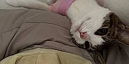 Misty is registered to the contest to win money with this photo: cat, pink_sweater, plush_toy, soft_texture, relaxed, indoor, brown_and_white_cat, feline, cozy, cute, pet, animal, sleepy, whiskers, resting, corner, fabric, stuffed_animal, casual, domestic