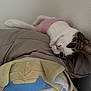cat, pink_sweater, plush_toy, soft_texture, relaxed, indoor, brown_and_white_cat, feline, cozy, cute, pet, animal, sleepy, whiskers, resting, corner, fabric, stuffed_animal, casual, domestic