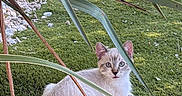 Rio participe au concours pour gagner de l'argent avec cette photo : cat, animal, grass, greenery, outdoor, pet, feline, nature, leaf, plant, curious, young_cat, resting, fur, whiskers, tail, eye_contact, sunlight, shade, garden