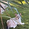 animal, cat, curious, eye_contact, feline, fur, garden, grass, greenery, leaf, nature, outdoor, pet, plant, resting, shade, sunlight, tail, whiskers, young_cat