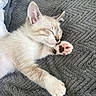 Rio participe au concours pour gagner de l'argent avec cette photo : kitten, sleeping, paw, cat, furry, pet, cute, resting, cozy, blanket, animal, soft, closeup, whiskers, fur, domestic_cat, indoor, pink_paw_pads, relaxing, peaceful
