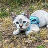 Rio a rejoint le concours — aidez-le/la à gagner de superbes lots ! kitten, cat, blue_eyes, harness, grass, outdoor, nature, curious, pet, animal, young_cat, close_up, feline, brown, white, small, cute, playful, ground, wild_grass