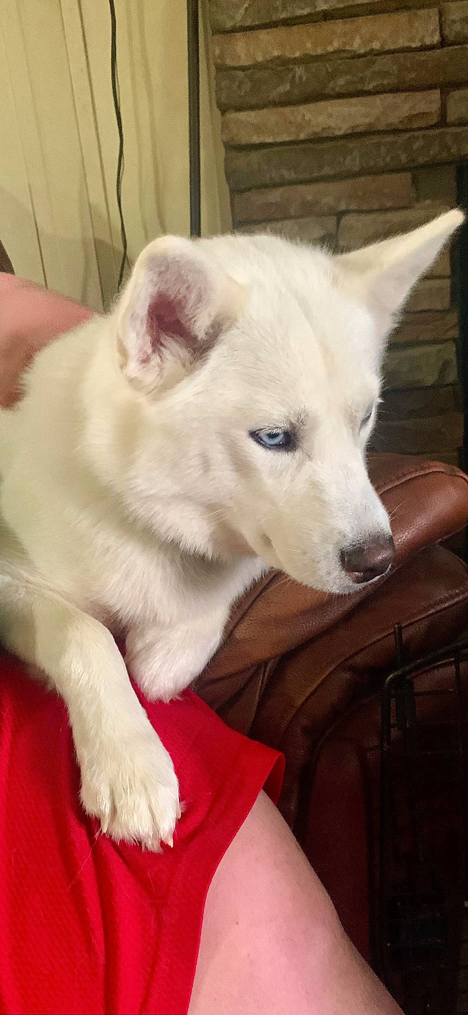 Tala Storm joined the competition — help win amazing prizes! canidae, carnivore, collar, comfort, companion_dog, dog, dog_breed, fawn, fur, jaw, non_sporting_group, snout, sporting_group, terrestrial_animal, tire, whiskers, working_animal