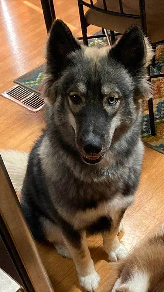 Karma joined the competition — help win amazing prizes! canidae, canis, carnivore, companion_dog, dog, dog_breed, eye, flooring, fur, hardwood, head, herding_dog, snout, sporting_group, table, terrestrial_animal, whiskers, wood, working_animal, working_dog