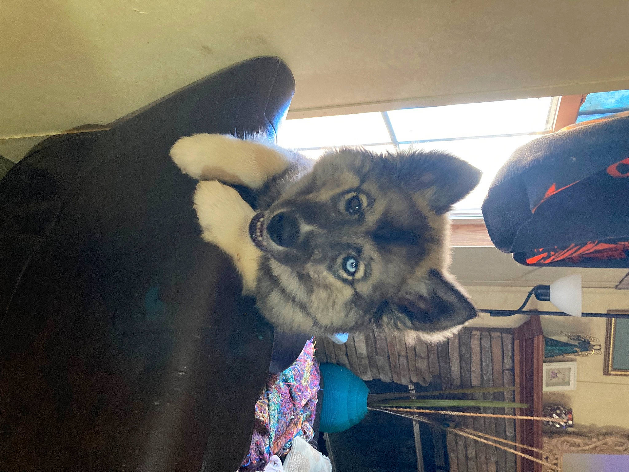 Karma joined the competition — help win amazing prizes! canidae, claw, companion_dog, dog_breed, fashion_accessory, felidae, fun, fur, fur_clothing, paw, plush, selfie, small_to_medium_sized_cats, snout, sporting_group, stuffed_toy, toy, umbrella, whiskers, working_animal