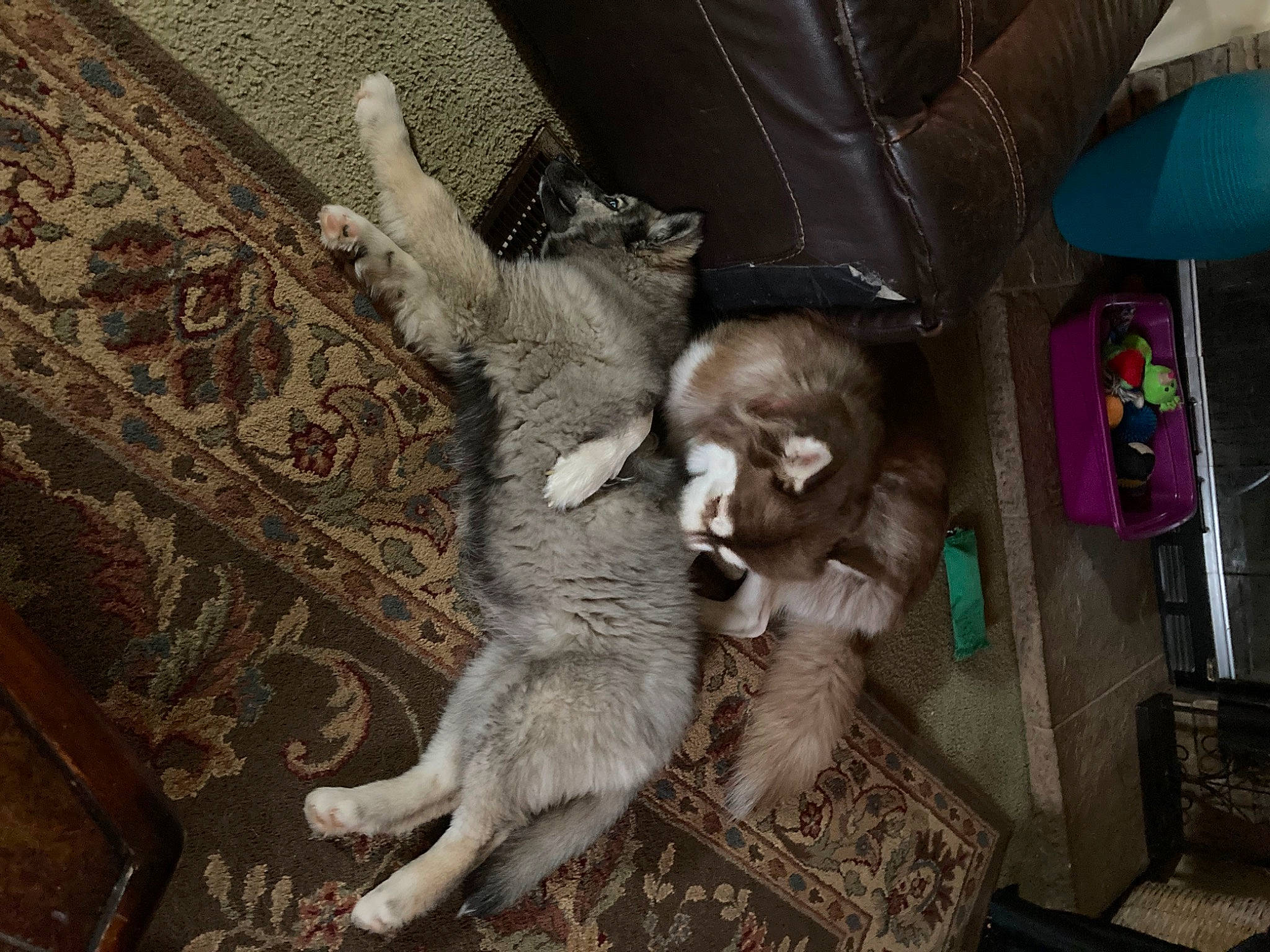 Karma joined the competition — help win amazing prizes! canidae, carnivore, cat, claw, comfort, companion_dog, dog_breed, domestic_short_haired_cat, fawn, felidae, flooring, fur, hardwood, human_leg, paw, small_to_medium_sized_cats, sporting_group, tail, whiskers, wood